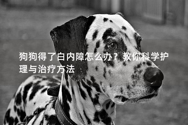 狗狗得了白内障怎么办？教你科学护理与治疗方法