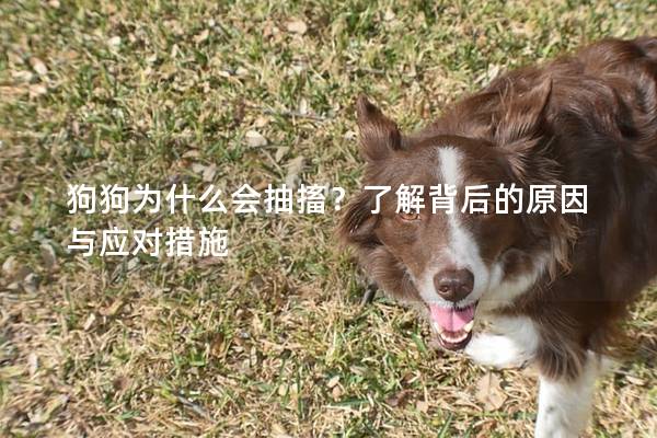 狗狗为什么会抽搐？了解背后的原因与应对措施