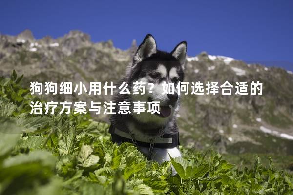 狗狗细小用什么药？如何选择合适的治疗方案与注意事项