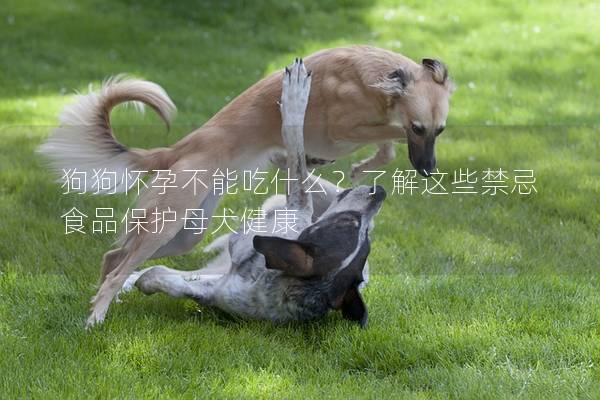 狗狗怀孕不能吃什么？了解这些禁忌食品保护母犬健康