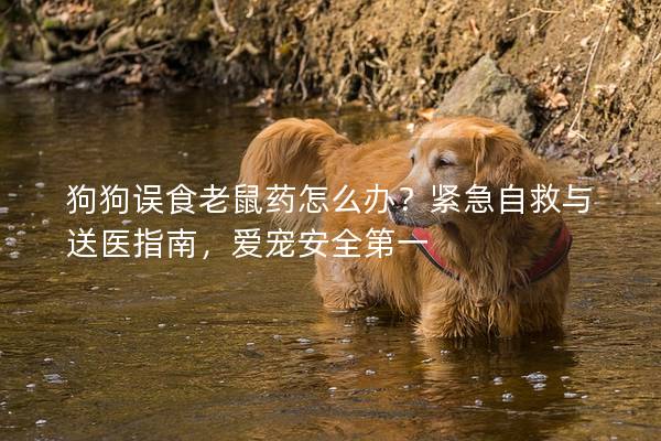 狗狗误食老鼠药怎么办？紧急自救与送医指南，爱宠安全第一
