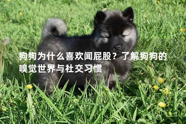 狗狗为什么喜欢闻屁股？了解狗狗的嗅觉世界与社交习惯