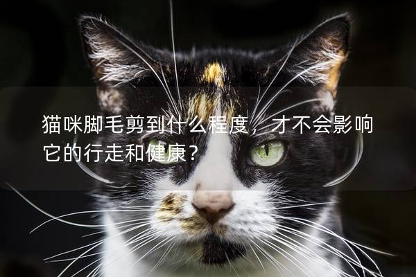猫咪脚毛剪到什么程度，才不会影响它的行走和健康？