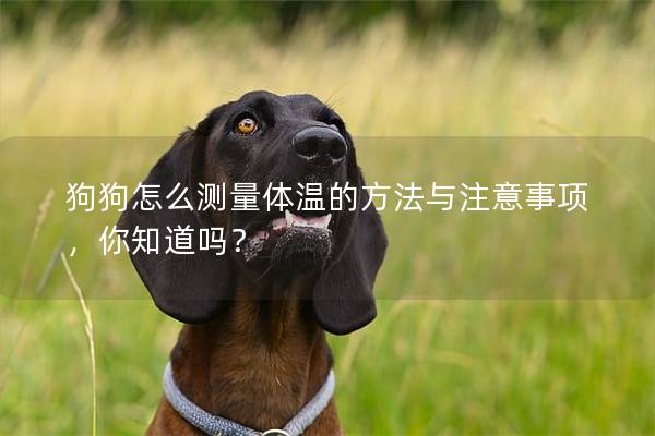 狗狗怎么测量体温的方法与注意事项，你知道吗？