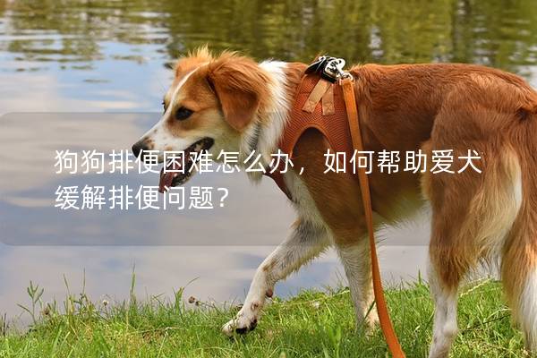 狗狗排便困难怎么办，如何帮助爱犬缓解排便问题？