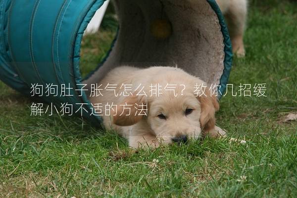 狗狗肚子胀气怎么排气？教你几招缓解小狗不适的方法
