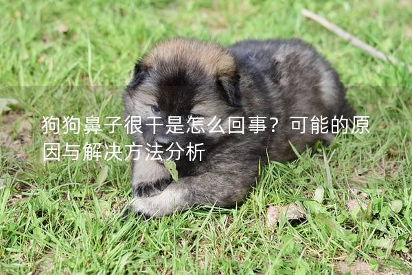 狗狗鼻子很干是怎么回事？可能的原因与解决方法分析