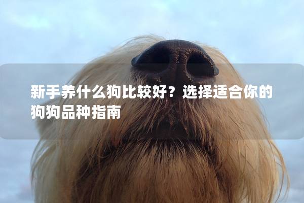 新手养什么狗比较好？选择适合你的狗狗品种指南