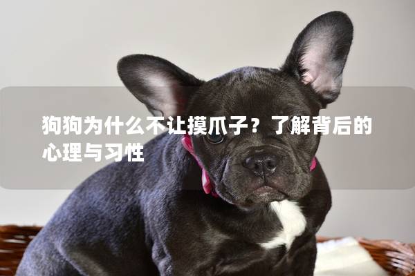 狗狗为什么不让摸爪子？了解背后的心理与习性