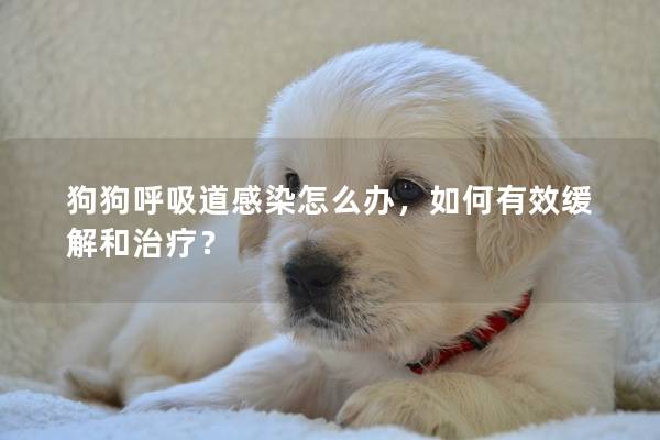 狗狗呼吸道感染怎么办，如何有效缓解和治疗？