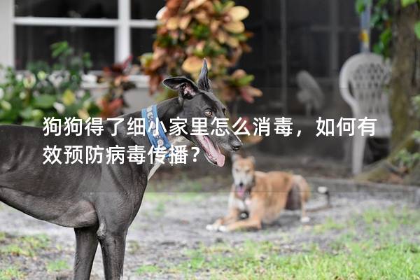 狗狗得了细小家里怎么消毒，如何有效预防病毒传播？