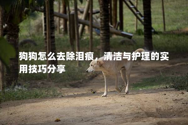 狗狗怎么去除泪痕，清洁与护理的实用技巧分享