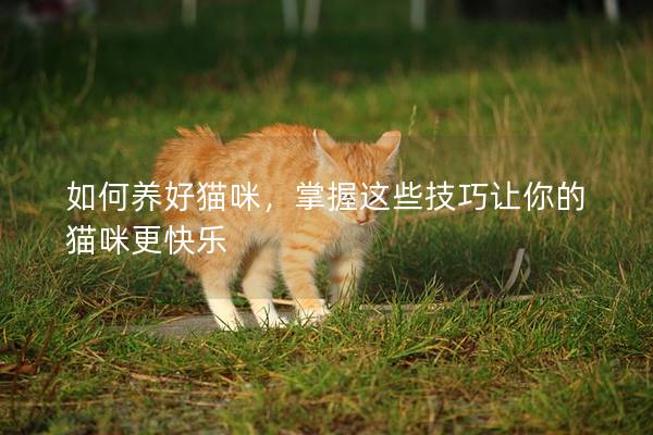 如何养好猫咪，掌握这些技巧让你的猫咪更快乐