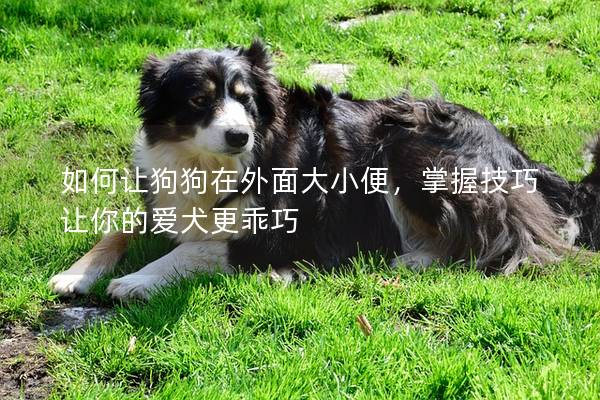 如何让狗狗在外面大小便，掌握技巧让你的爱犬更乖巧