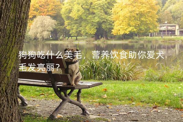 狗狗吃什么美毛，营养饮食助你爱犬毛发亮丽？