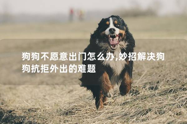狗狗不愿意出门怎么办,妙招解决狗狗抗拒外出的难题