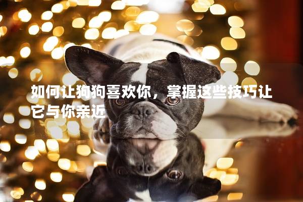 如何让狗狗喜欢你，掌握这些技巧让它与你亲近