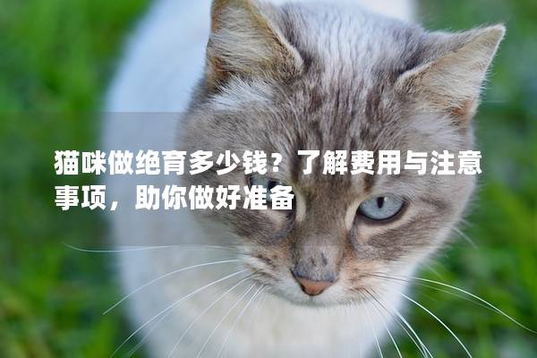 猫咪做绝育多少钱？了解费用与注意事项，助你做好准备