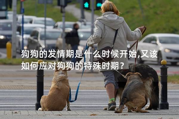 狗狗的发情期是什么时候开始,又该如何应对狗狗的特殊时期？