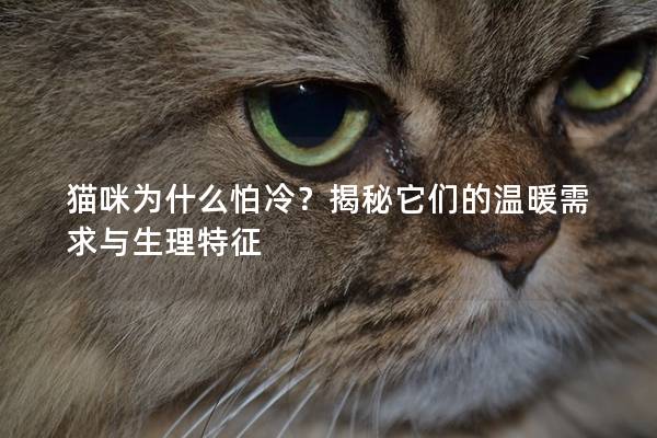 猫咪为什么怕冷？揭秘它们的温暖需求与生理特征