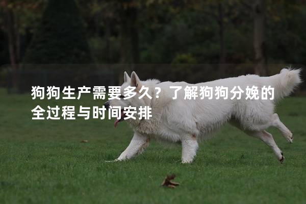 狗狗生产需要多久？了解狗狗分娩的全过程与时间安排