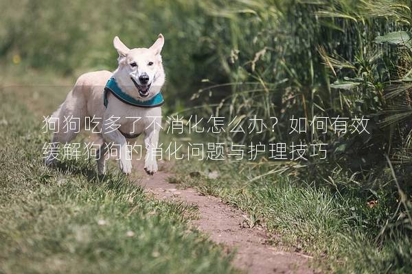 狗狗吃多了不消化怎么办？如何有效缓解狗狗的消化问题与护理技巧