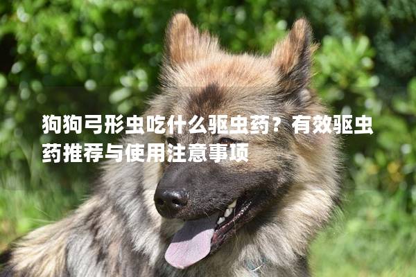 狗狗弓形虫吃什么驱虫药？有效驱虫药推荐与使用注意事项