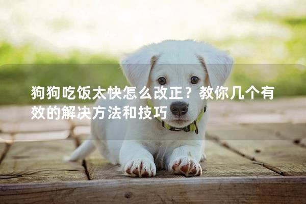 狗狗吃饭太快怎么改正？教你几个有效的解决方法和技巧