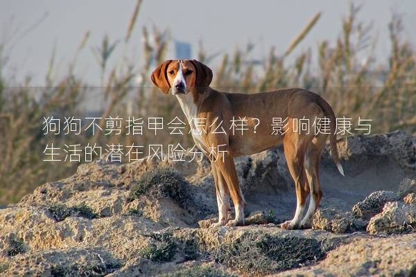 狗狗不剪指甲会怎么样？影响健康与生活的潜在风险分析