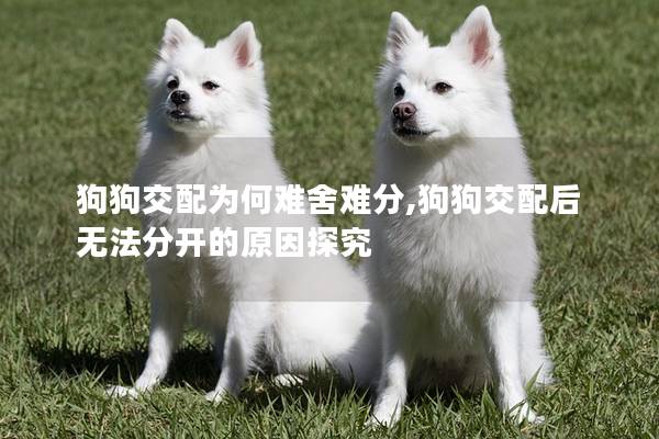 狗狗交配为何难舍难分,狗狗交配后无法分开的原因探究