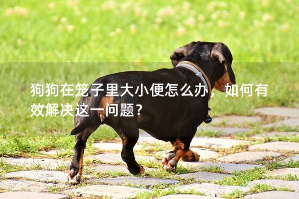 狗狗在笼子里大小便怎么办，如何有效解决这一问题？
