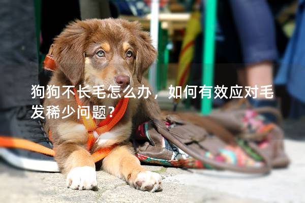 狗狗不长毛怎么办，如何有效应对毛发稀少问题？