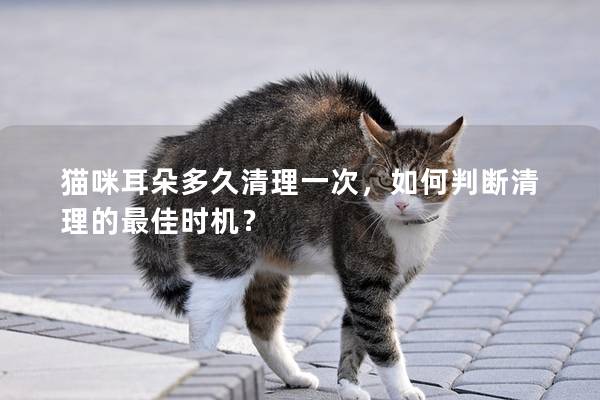 猫咪耳朵多久清理一次，如何判断清理的最佳时机？