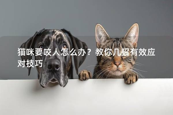 猫咪要咬人怎么办？教你几招有效应对技巧