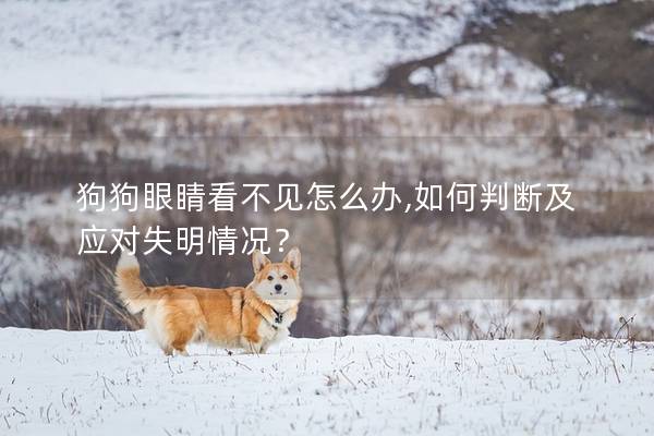 狗狗眼睛看不见怎么办,如何判断及应对失明情况？