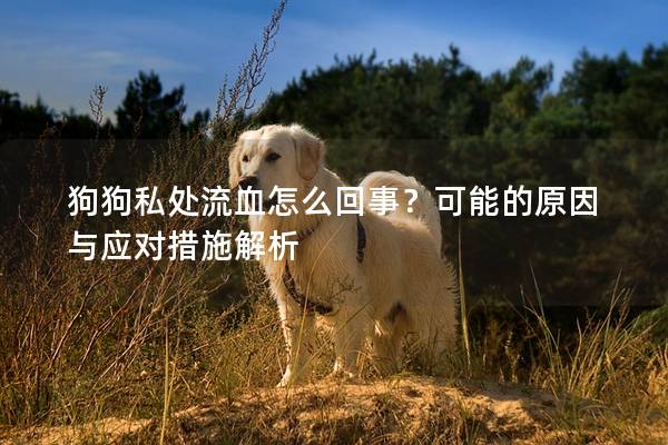 狗狗私处流血怎么回事？可能的原因与应对措施解析