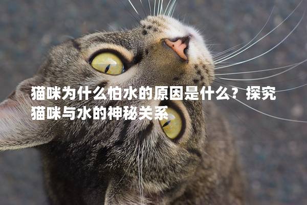 猫咪为什么怕水的原因是什么？探究猫咪与水的神秘关系