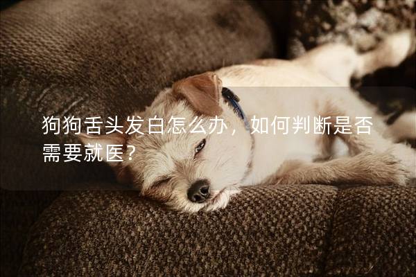 狗狗舌头发白怎么办，如何判断是否需要就医？
