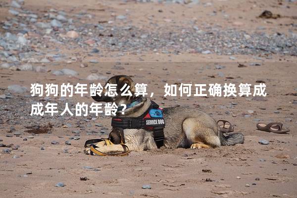 狗狗的年龄怎么算，如何正确换算成成年人的年龄？