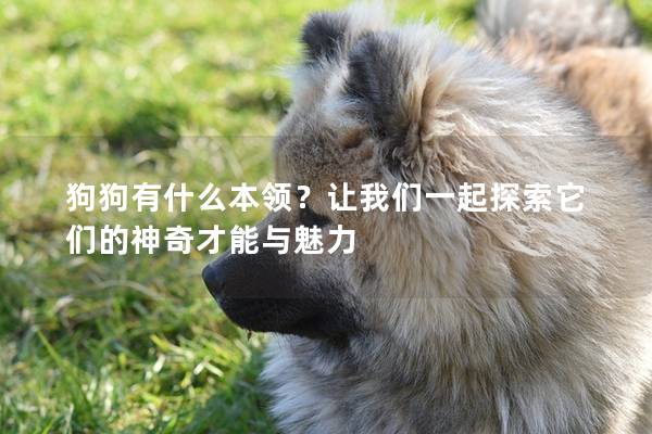 狗狗有什么本领？让我们一起探索它们的神奇才能与魅力