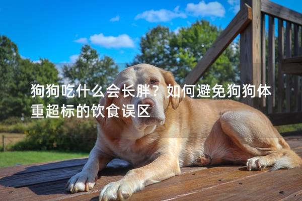 狗狗吃什么会长胖？如何避免狗狗体重超标的饮食误区