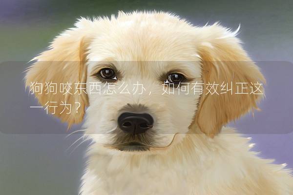 狗狗咬东西怎么办，如何有效纠正这一行为？