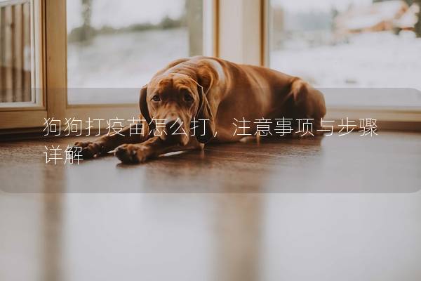 狗狗打疫苗怎么打，注意事项与步骤详解