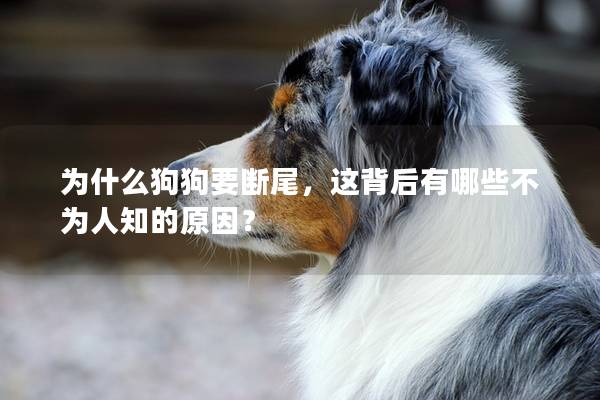 为什么狗狗要断尾，这背后有哪些不为人知的原因？