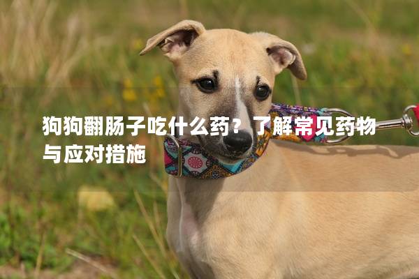 狗狗翻肠子吃什么药？了解常见药物与应对措施