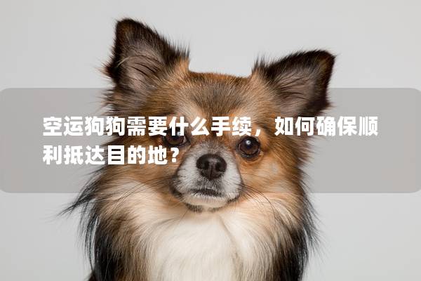 空运狗狗需要什么手续，如何确保顺利抵达目的地？