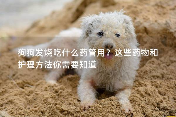 狗狗发烧吃什么药管用？这些药物和护理方法你需要知道