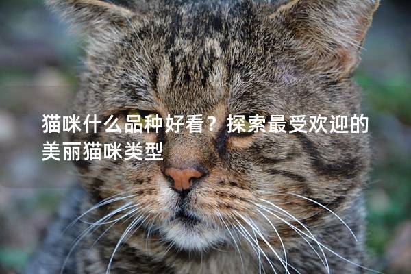猫咪什么品种好看？探索最受欢迎的美丽猫咪类型