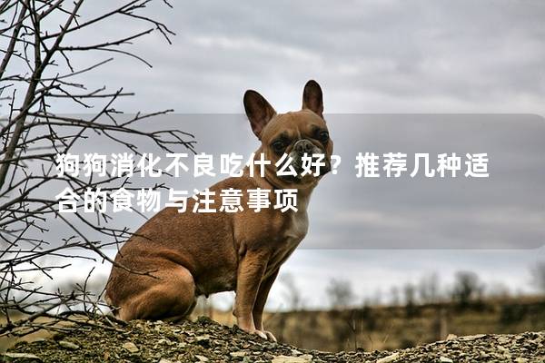 狗狗消化不良吃什么好？推荐几种适合的食物与注意事项