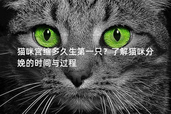 猫咪宫缩多久生第一只？了解猫咪分娩的时间与过程